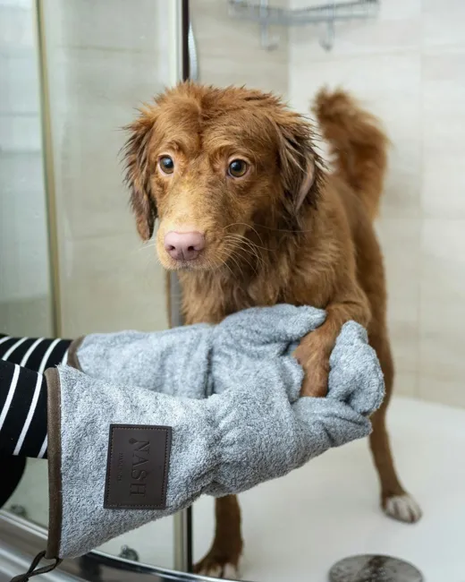 Cachorro marrom sendo seco em uma sala de banho, segurado com luva térmica